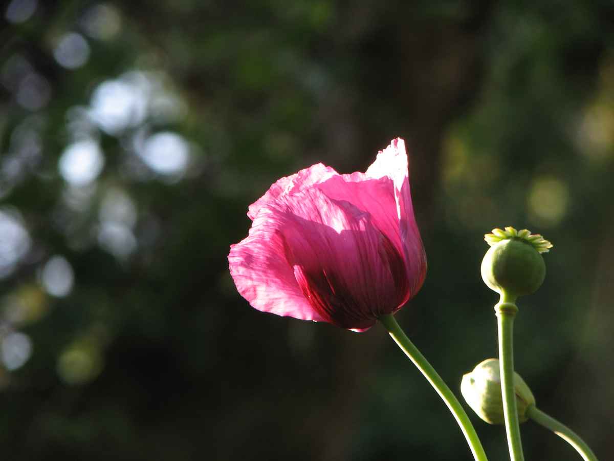 Mohnblüte