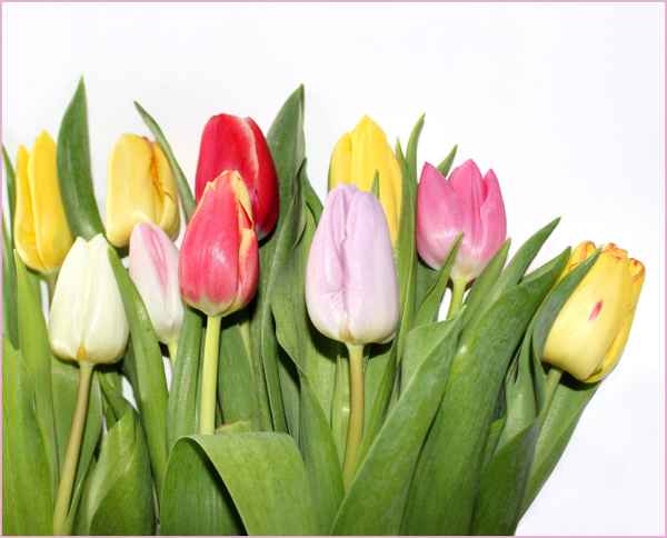 SAG ES MIT BLUMEN II