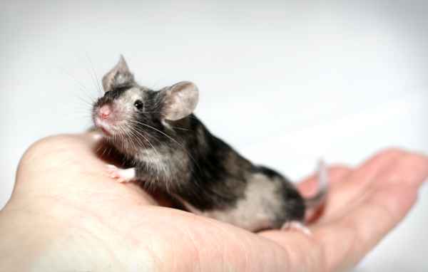 Maus