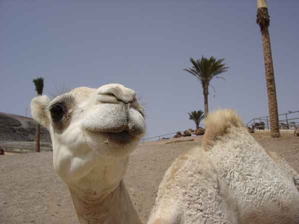 Kamel
