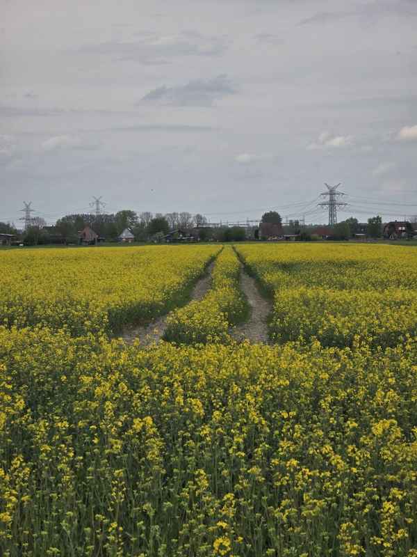 Rapsfeld