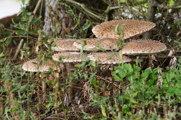 Parasolfamilie