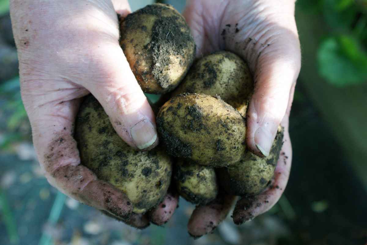 Kartoffelernte