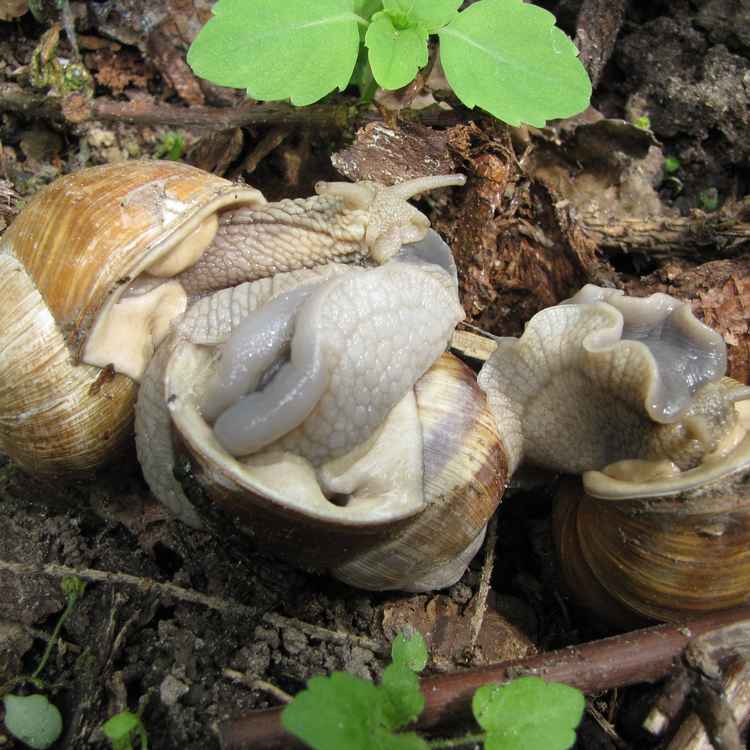 Flotter Dreier im Wald