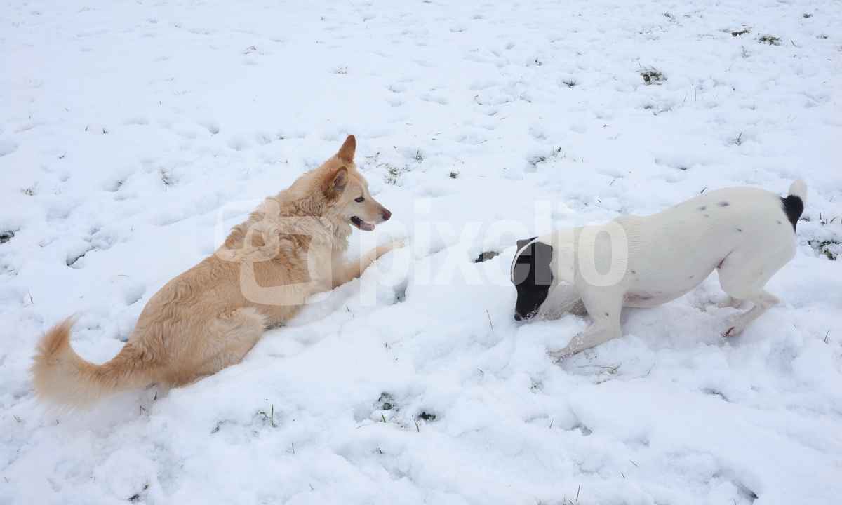 beste kumpel im schnee