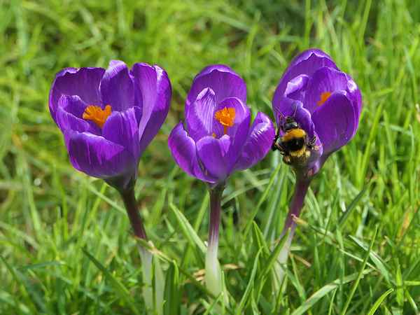 28.2.2026 - Krokusblüte im Nordschwarzwald