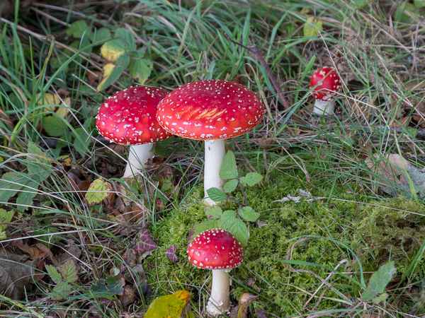 Fliegenpilz