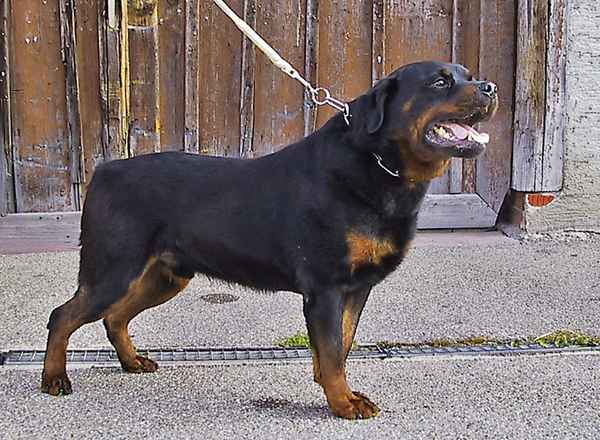 Rottweiler
