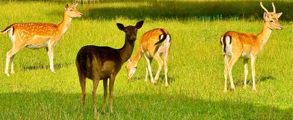 Rehwild im Park