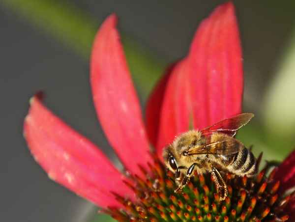 Biene auf Blüte III