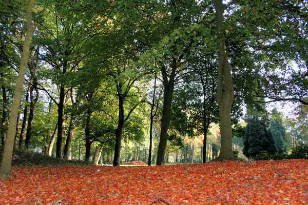  Herbst im Park