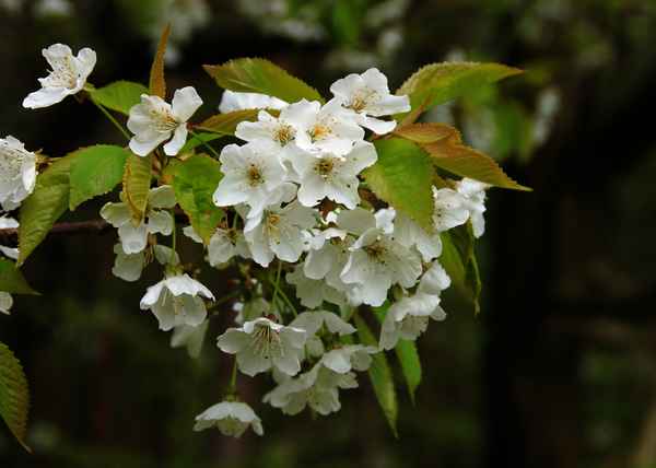 Birnfelds Apfelblüten 02