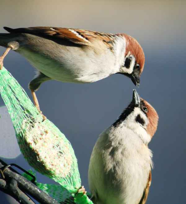 2 x Spatz