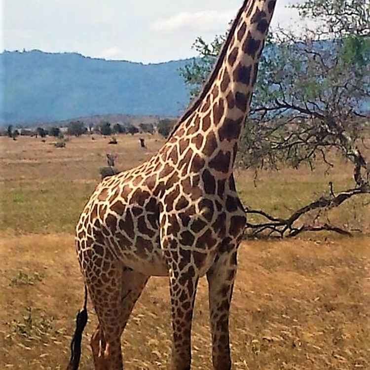 Giraffe