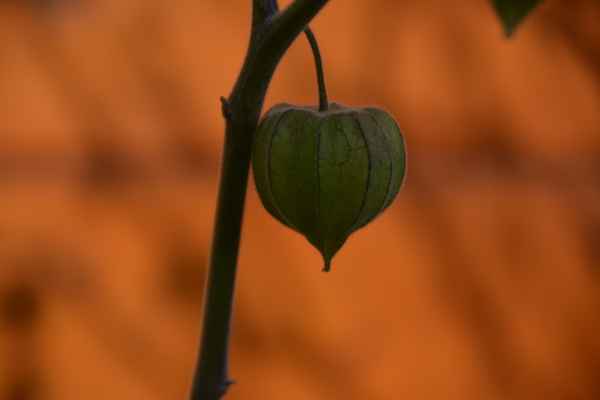 Physalis
