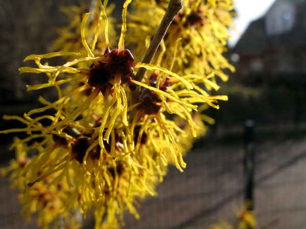 Unsere Zaubernuss leuchtet so herrlich in der Märzsonne