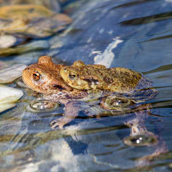 Gut - für ein paar Kröten trag ich dich ...