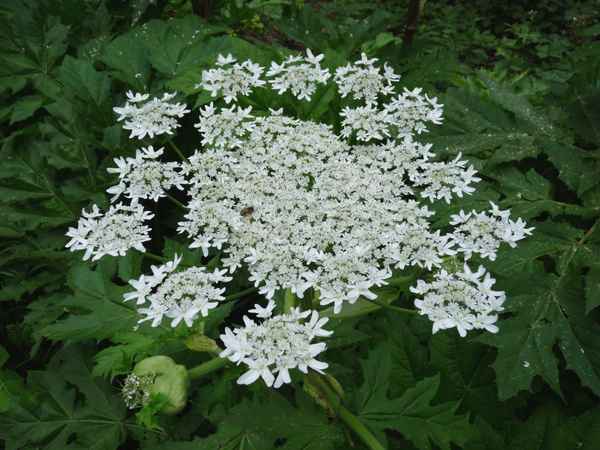 Gefährliche Herkulesstaude 3