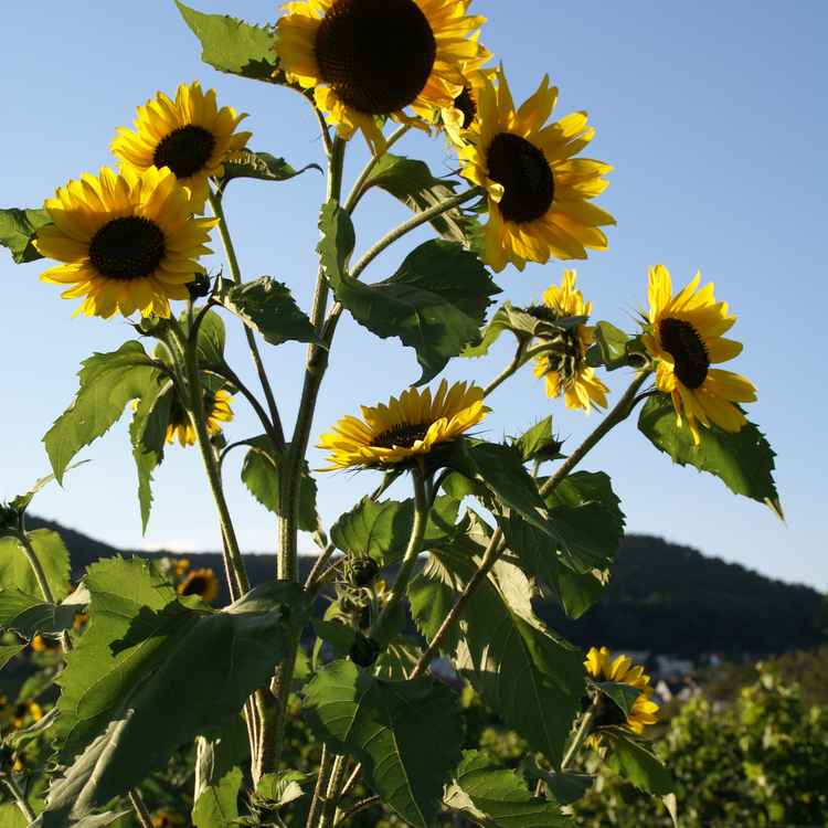 Sonnenblumen in der Pfalz
