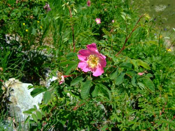Wildrose