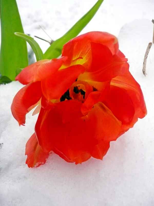 Tulpe im Schnee