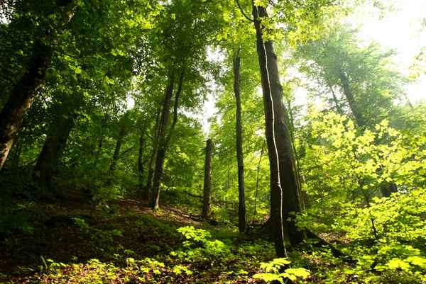 Sommersonne im Buchenwald