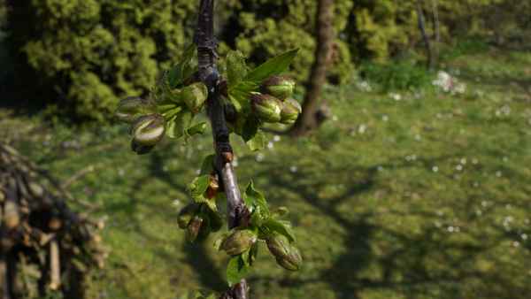 Knospen