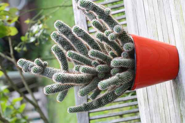 Kaktus im roten Topf