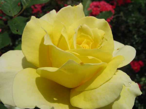 gelbe Rose