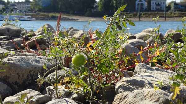 Tomaten im Flussbett des Rheins