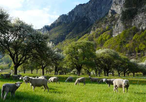saftiges gras