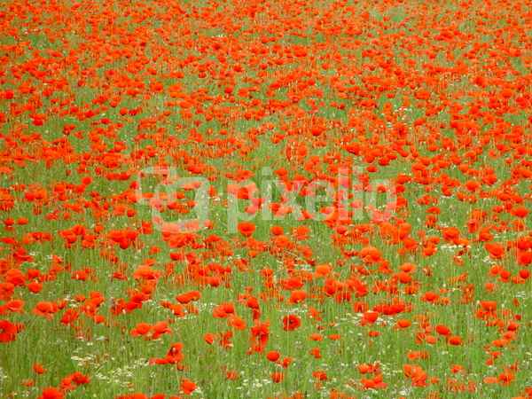 Mohnfeld in Blüte