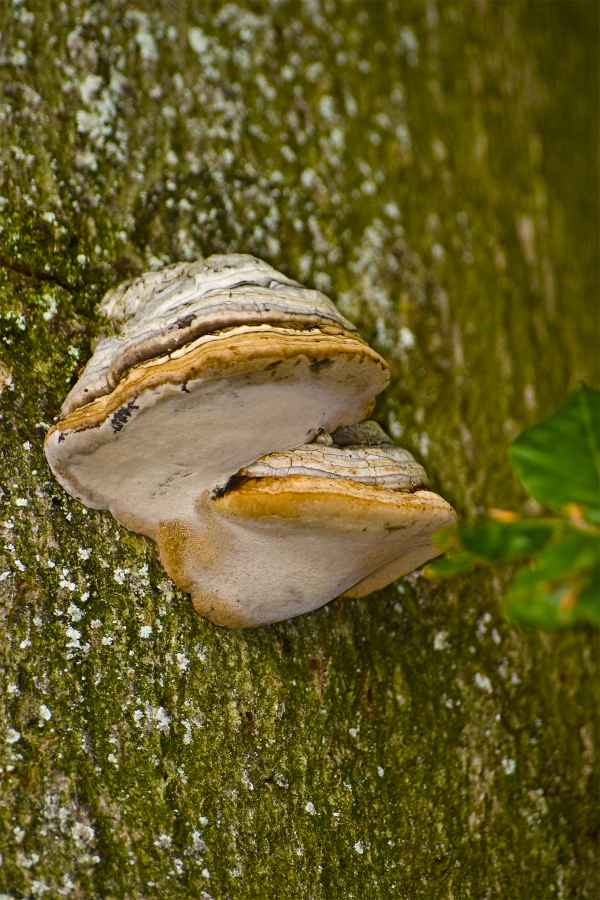 Doppelter Zunderschwamm