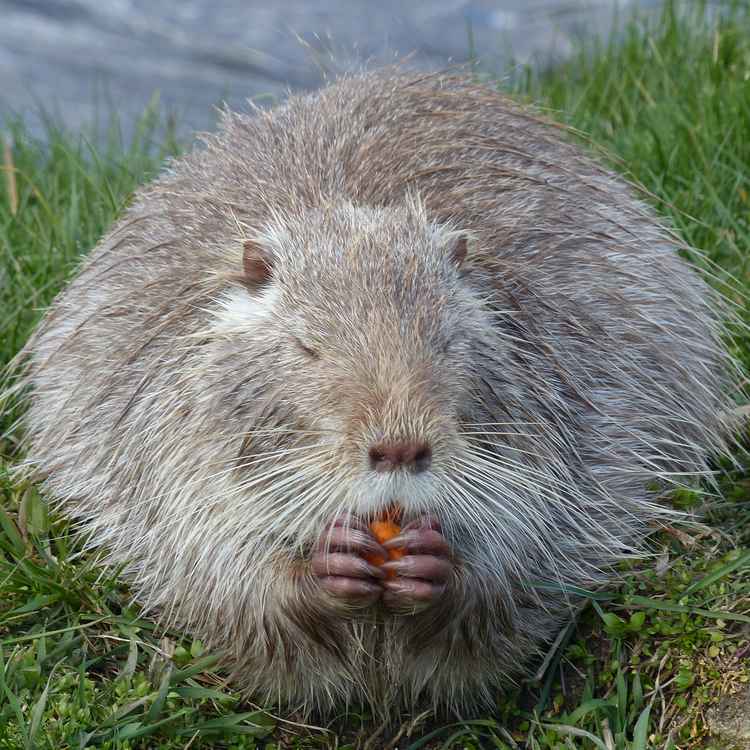 Nutria in freier Wildbahn