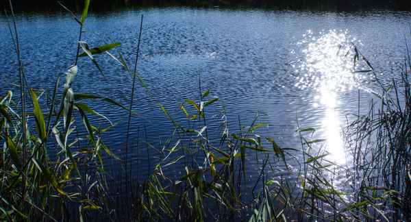 Funkelnder Binnensee mit Schilf