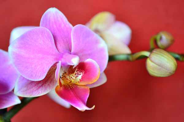 Orchidee