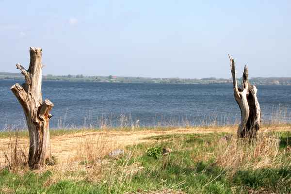 Abgestorbene Bäume am Wasser