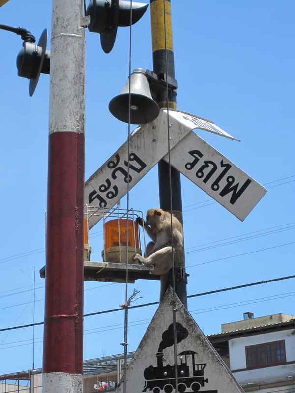 Affe an Bahnübergang in Thailand / Foto: Alexander Hauk