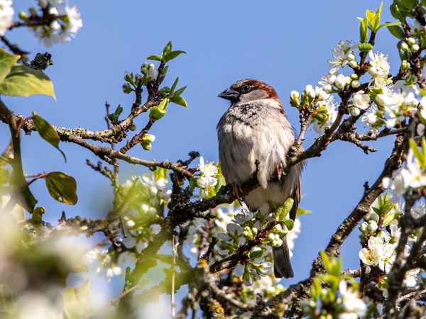 Mitten im Blütenmeer