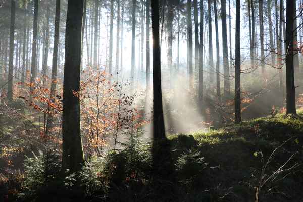 Nebelwald
