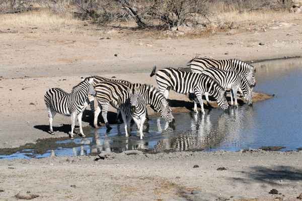 Zebras am Wasserloch