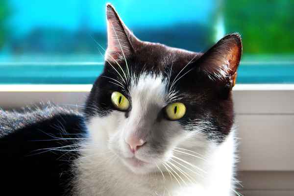 Katze