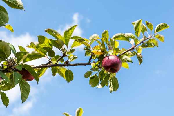 Apfel am Baum