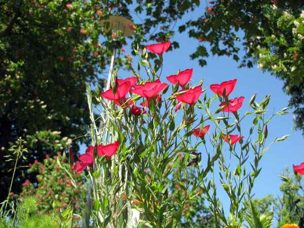 Wiesenblumen