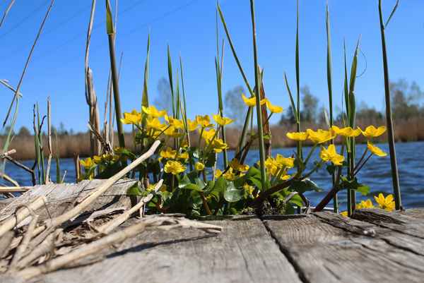 Farbtupfer am See