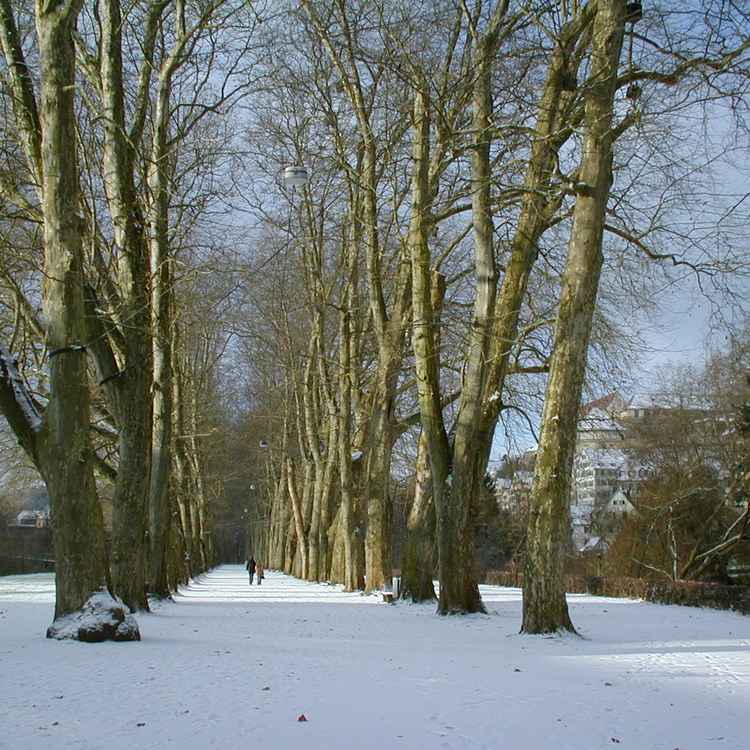 Tübinger Platanenallee im Winter