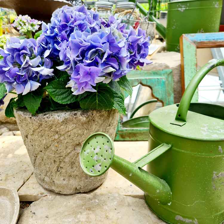 Hortensien im Garten