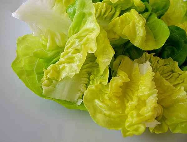 Kopfsalat