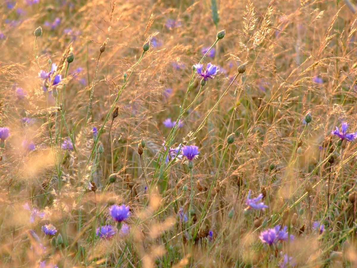 In der Kornblumenwiese