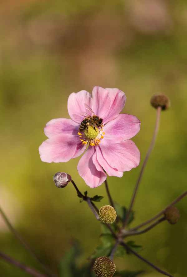 herbstanemone mit  honigbiene